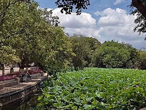 Kunming - Parc Cuihu - 32